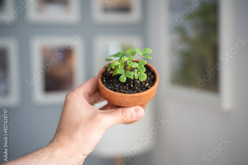 Man holding small Strawberry Fragaria seedlings in clay pot in hand, blurred background. Hobby, indoor gardening, growing fruits from seed concept photo