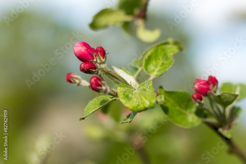 flower buds on an apple tree..