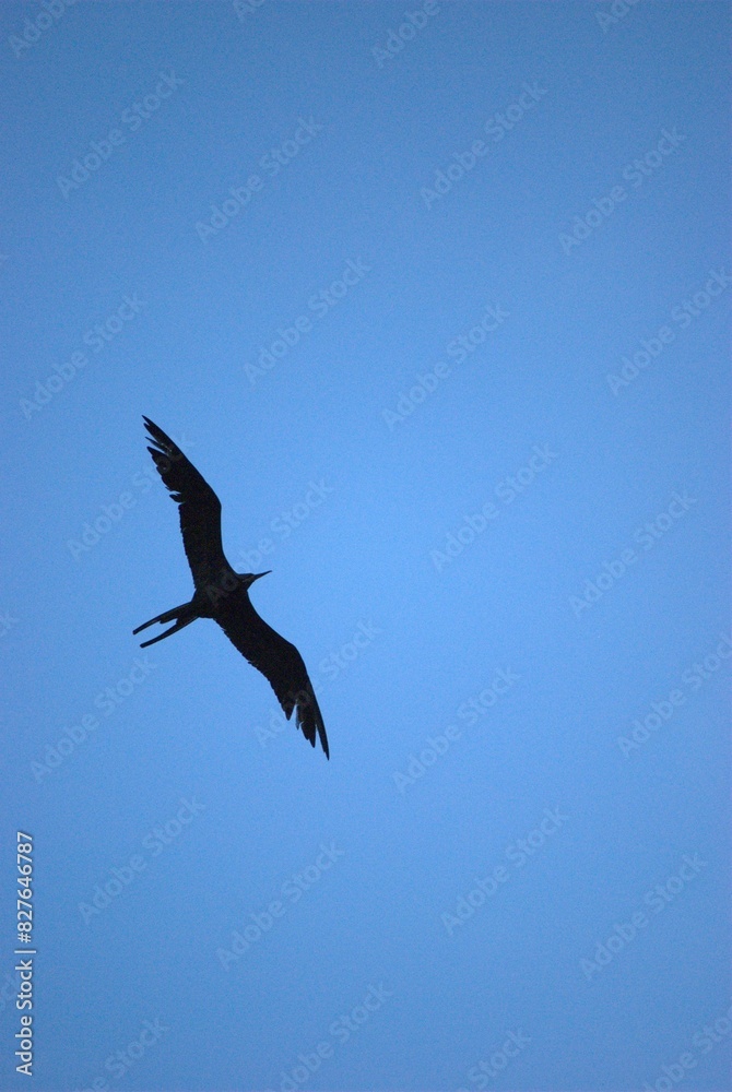 Fototapeta premium Una gran cantidad de aves podemos encontrar,la mayoria acuaticas como pelicanos,gaviotas,fragatas,aves de corral como gallinas,y otros tipos de pajaros.