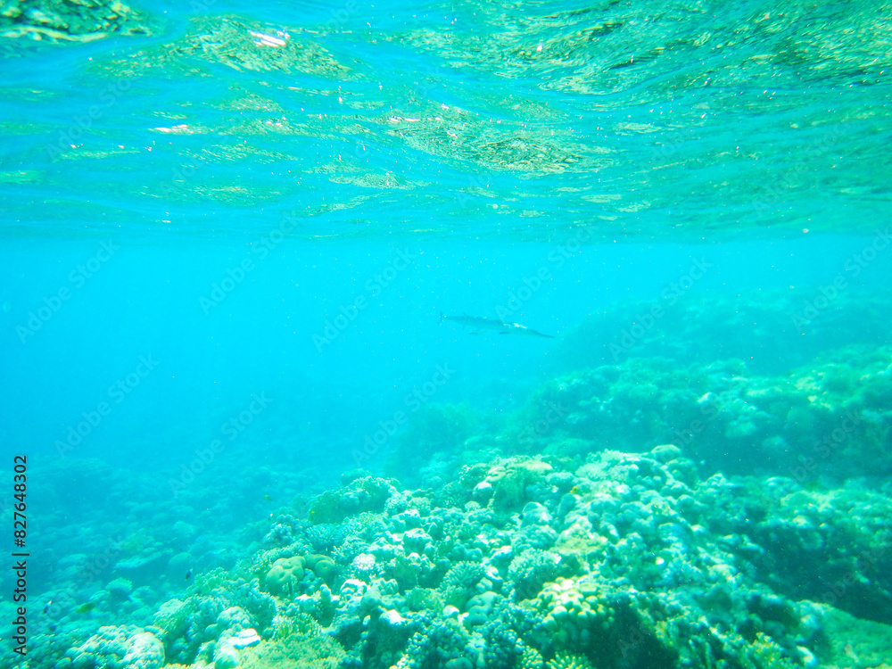 barracuda on hunting barracuda on hunting