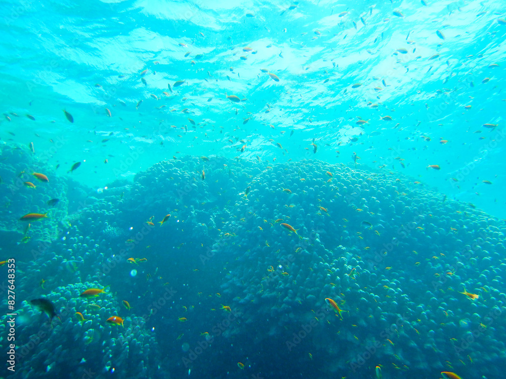 Obraz premium underwater life