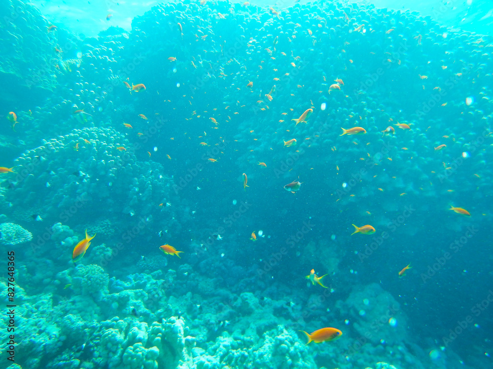 Fototapeta premium underwater life