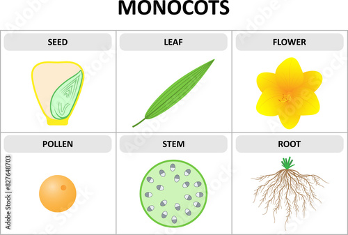 Characteristics of monocots. Seed, leaf, flower, pollen, stem, root. Diagram. photo