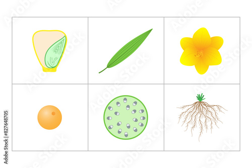 Characteristics of monocots. Seed, leaf, flower, pollen, stem, root.