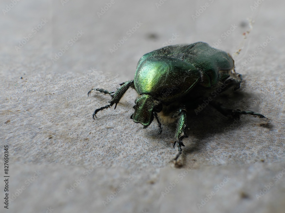 Rose chafer beetle Rose chafer beetle