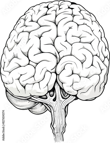 Brain Detailed Drawing Vector