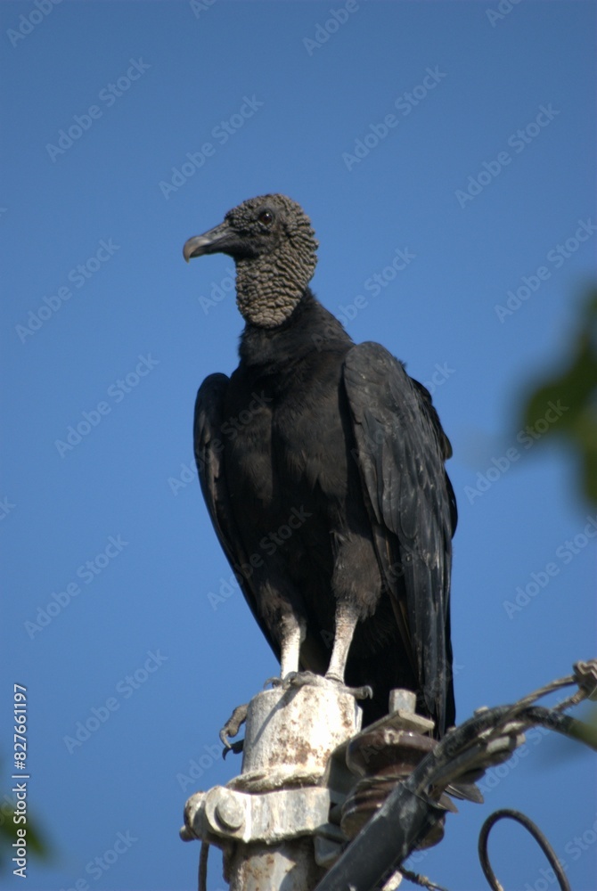 La variedad de aves es impresionante,desde las aves marinas como pelicanos,gaviotas y fragatas hasta guacamayas,gallinas,pajaros de varios tipos. La variedad de aves es impresionante,desde las aves marinas como pelicanos,gaviotas y fragatas hasta guacamayas,gallinas,pajaros de varios tipos.