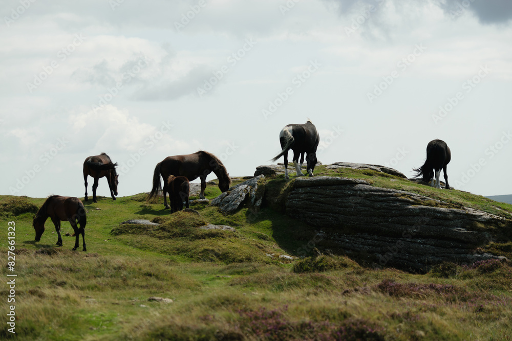 Naklejka premium Wild horses grazing on a grassy hill