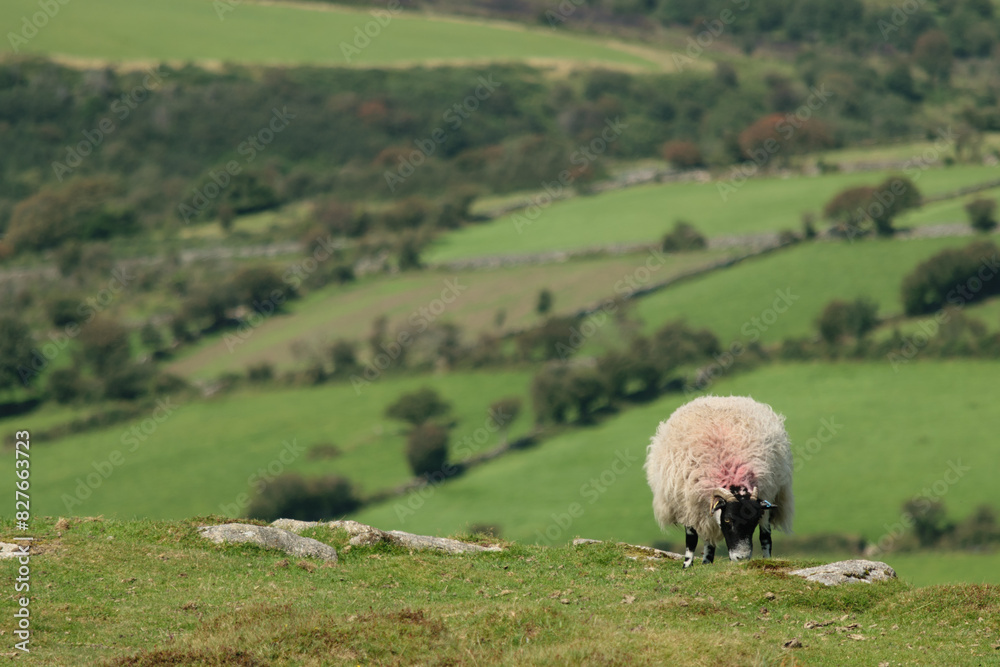 Fototapeta premium Sheep grazing on a hill in the countryside