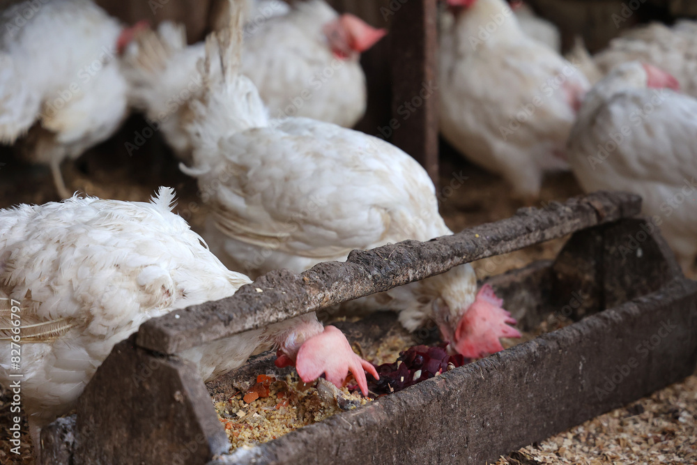 Feathered Flock at the Feeding Trough Feathered Flock at the Feeding Trough