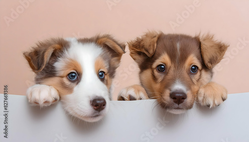 Smooth, Perfectly Clean portrait of adorable puppies for graphic backgrounds and wallpaper