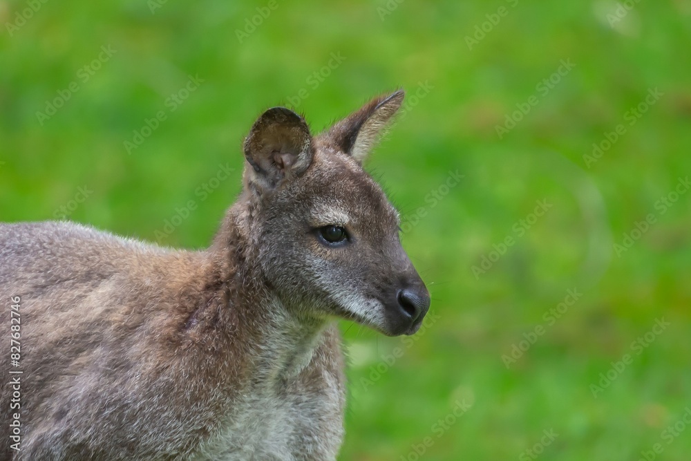Le portrait d'un wallaby Le portrait d'un wallaby