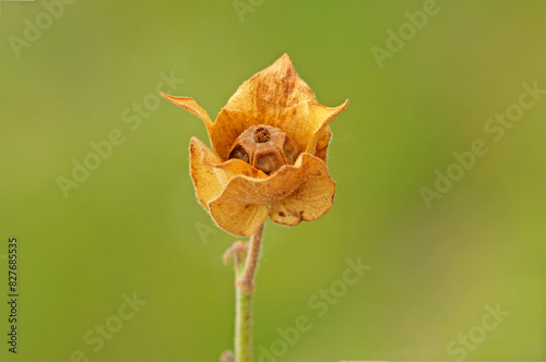 Seedpod of the Cretan Rockrose (Cistus creticus) seedpod in May 