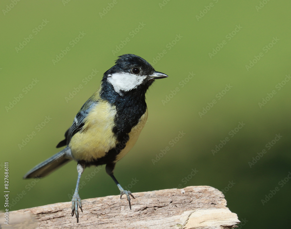Fototapeta premium Great tit