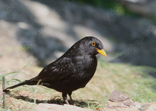 Blackbird © John Sandoy