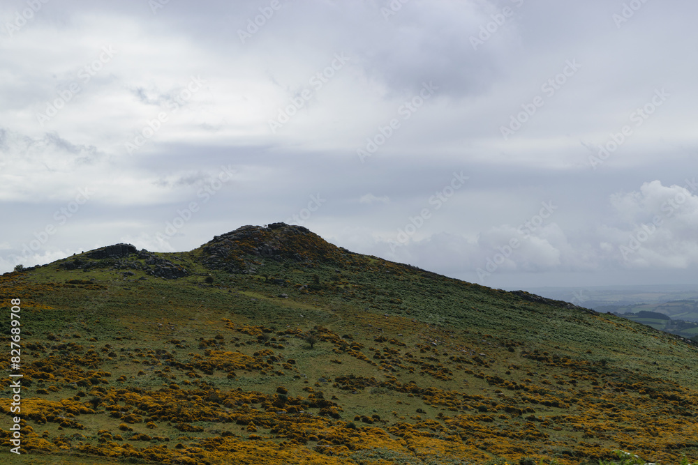 Grassy hill with yellow heather Grassy hill with yellow heather