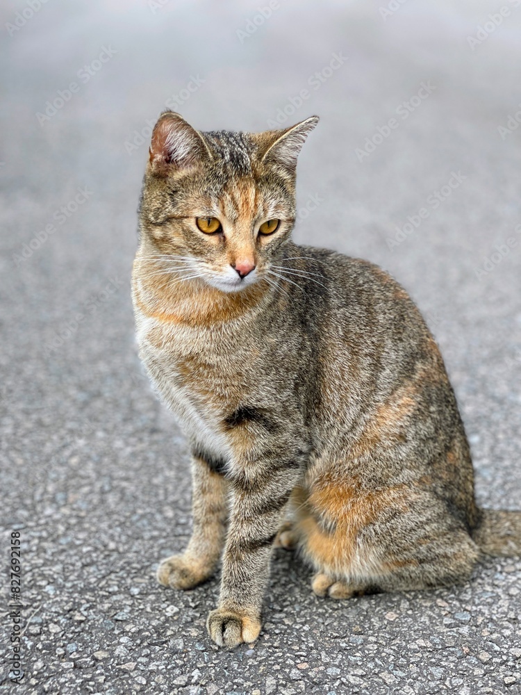 outdoor portrait of isolated tabby cat on gray background outdoor portrait of isolated tabby cat on gray background