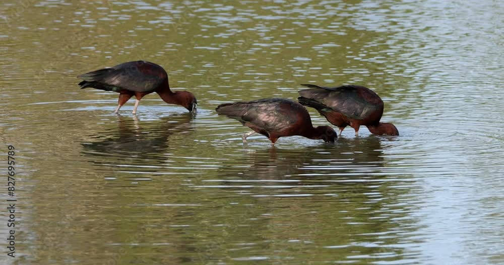 Glossy ibis, Plegadis falcinellus, Camargue, France