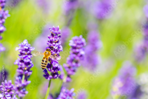 Spring lavender flowers under sunlight. Bees pollinate flowers and collect pollen. Lavender honey. Beautiful landscape of nature with a panoramic view. Hi spring. long banner