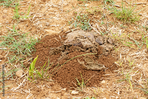Cow dung destroyed by scarabs and mixed with soil