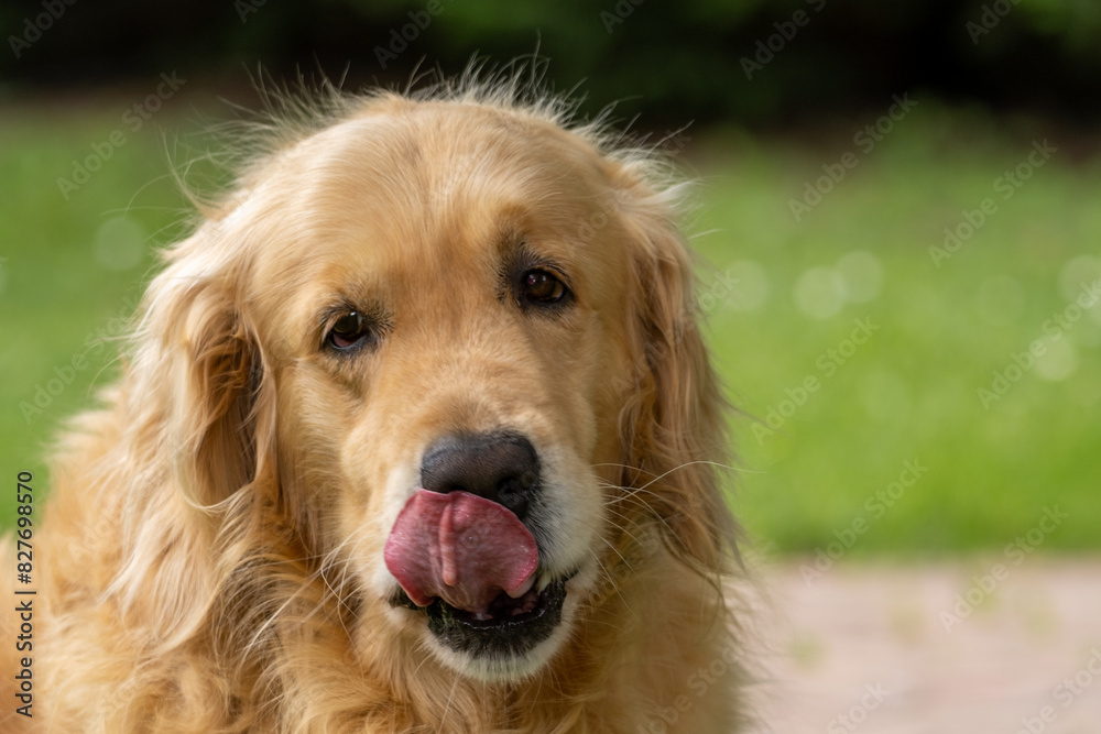 Golden retriever muzzle portrait. Stunning example of golden retriever dog.
Golden retriever muzzle portrait. Stunning example of golden retriever dog.
