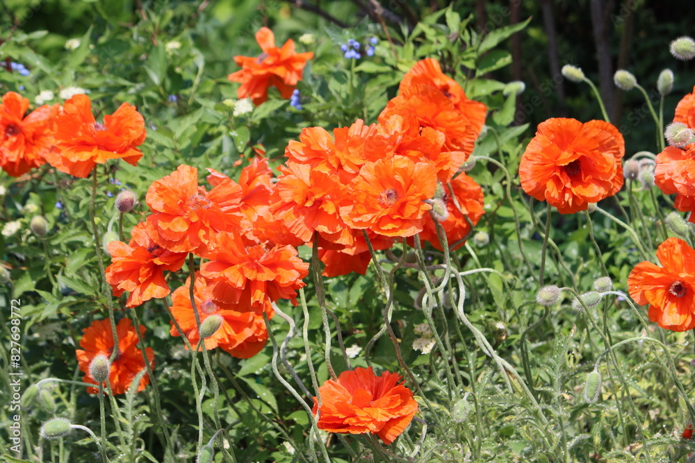 Sweden. Papaver orientale, the Oriental poppy, is a perennial flowering plant native to the Caucasus, northeastern Turkey, and northern Iran. Sweden. Papaver orientale, the Oriental poppy, is a perennial flowering plant native to the Caucasus, northeastern Turkey, and northern Iran.
