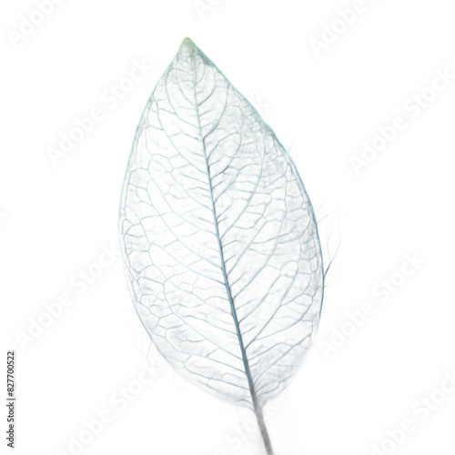 ai-generated item, rare, odd, high, a lanceolate eucalyptus leaf with a silvery blue hue and a distinct aroma, typical of the australian  photo