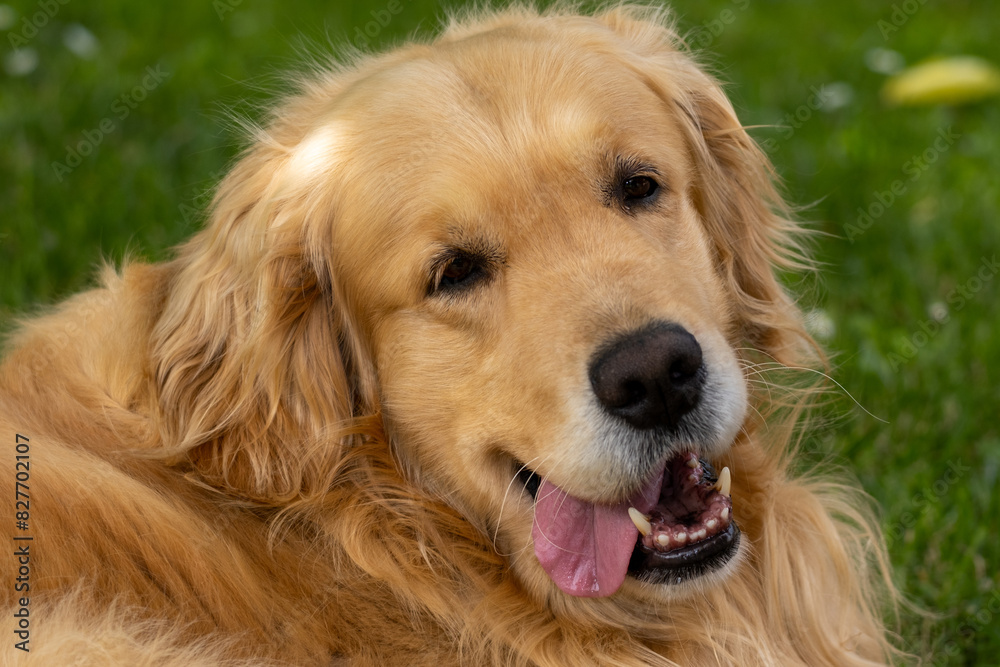 Golden retriever muzzle portrait. Stunning example of golden retriever dog.
Golden retriever muzzle portrait. Stunning example of golden retriever dog.