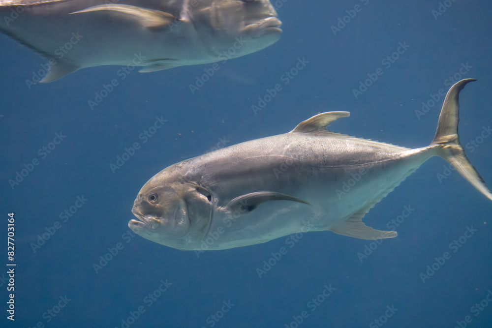Fototapeta premium Fish swimming under water
