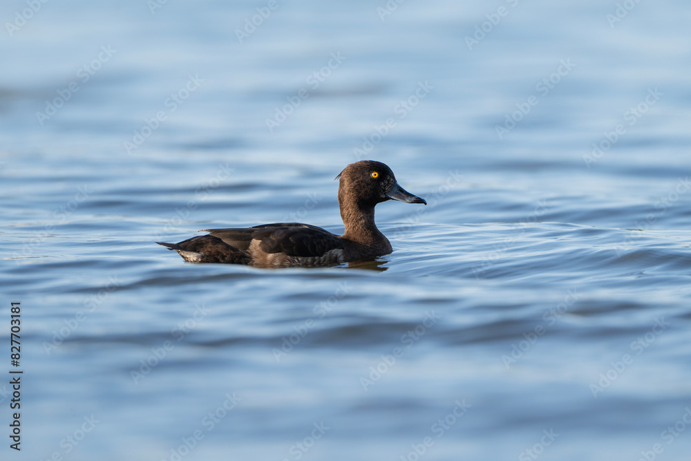 Tufted duck in the water, female Aythya fuligula Tufted duck in the water, female Aythya fuligula