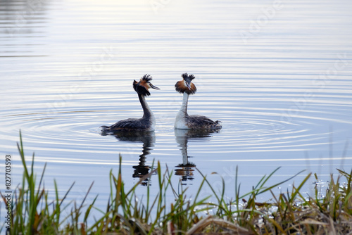 Photos Great crested grebes courtship dance, two birds in the water