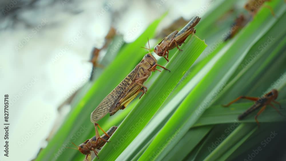 Grasshoppers (Locust, Patanga) eating green grass. Grasshoppers (Locust, Patanga) eating green grass.