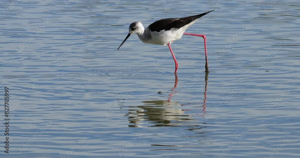 Black-winged stilt (Himantopus himantopus), Camargue, France Black-winged stilt (Himantopus himantopus), Camargue, France