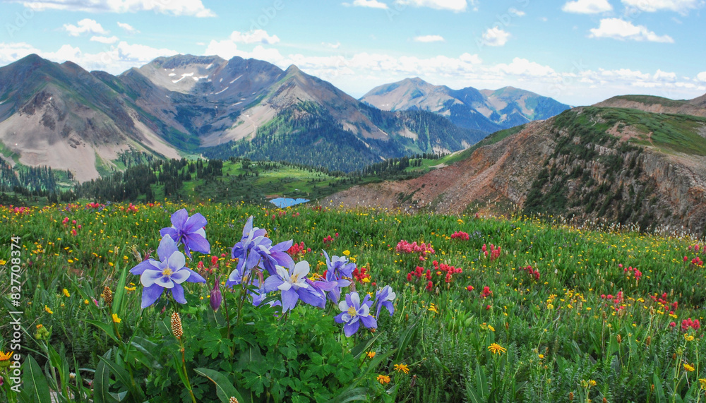Fototapeta premium Rocky Mountain Wildflowers, Durango, Colorado