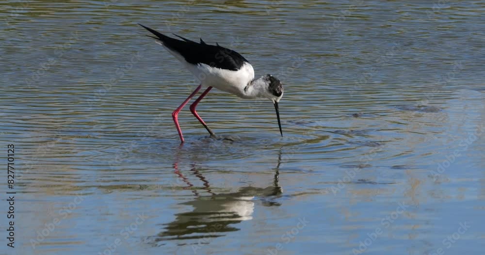 Black-winged stilt (Himantopus himantopus), Camargue, France
