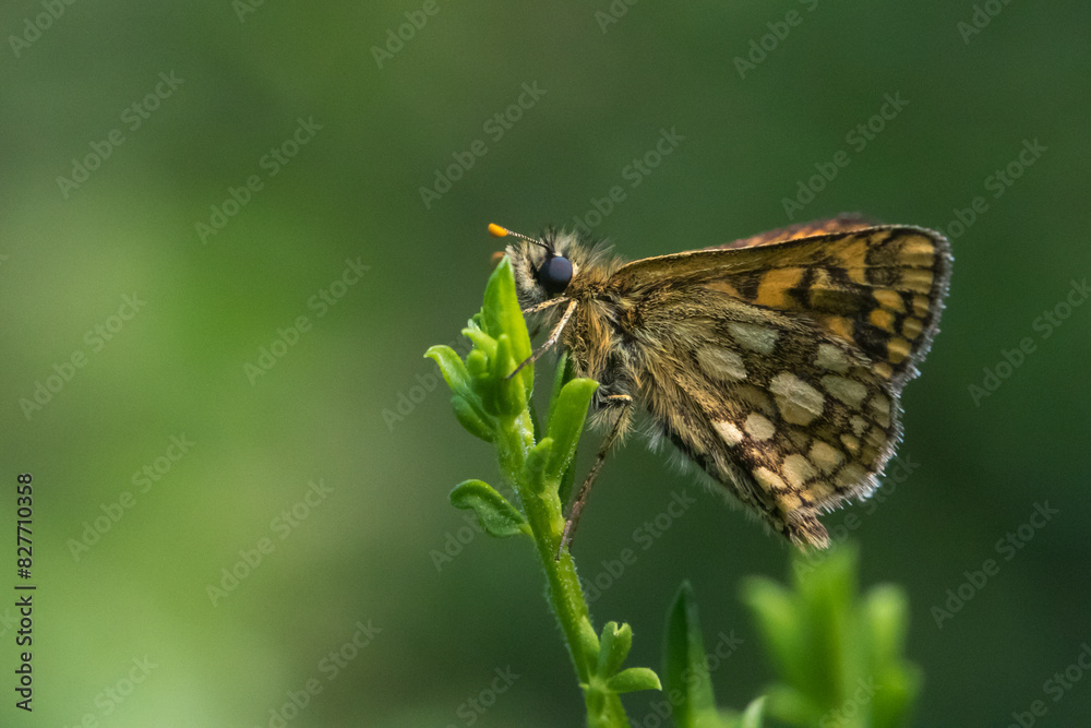 An arctic skipper (Carterocephalus palaemon) in resting position