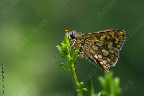 Obraz na płótnie An arctic skipper (Carterocephalus palaemon) in resting position w salonie