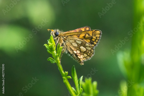 Obraz na płótnie An arctic skipper (Carterocephalus palaemon) in resting position w salonie