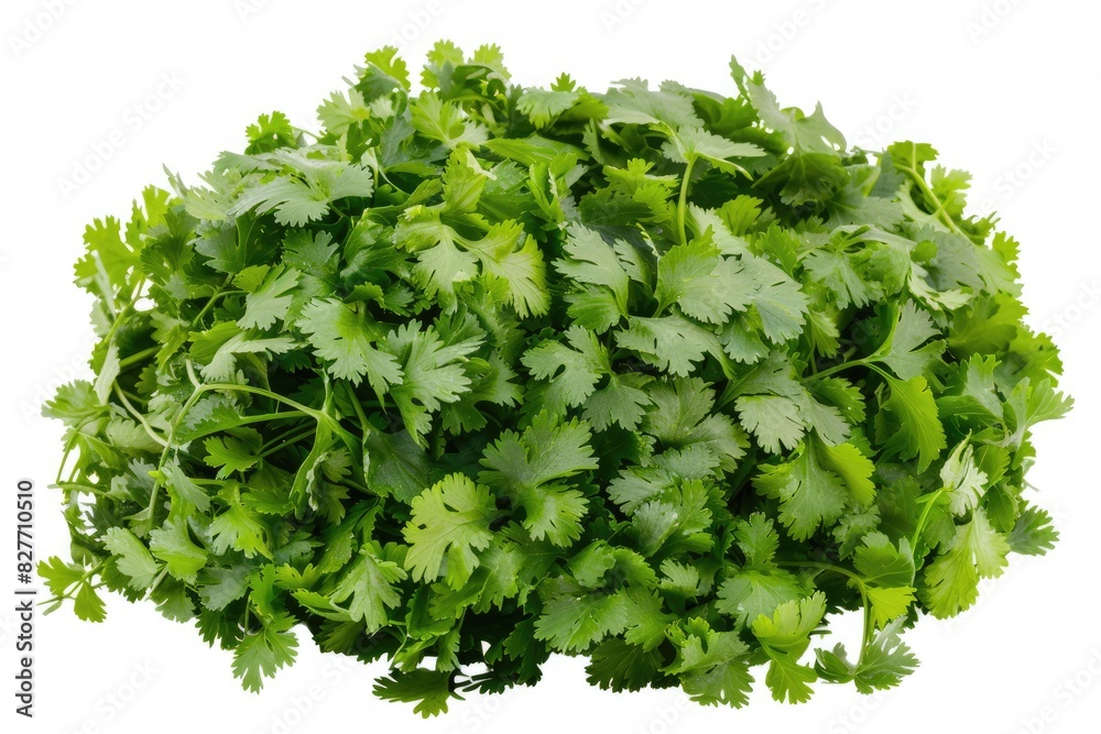 Obraz premium Fresh cilantro bouquet with lush leaves isolated on white background