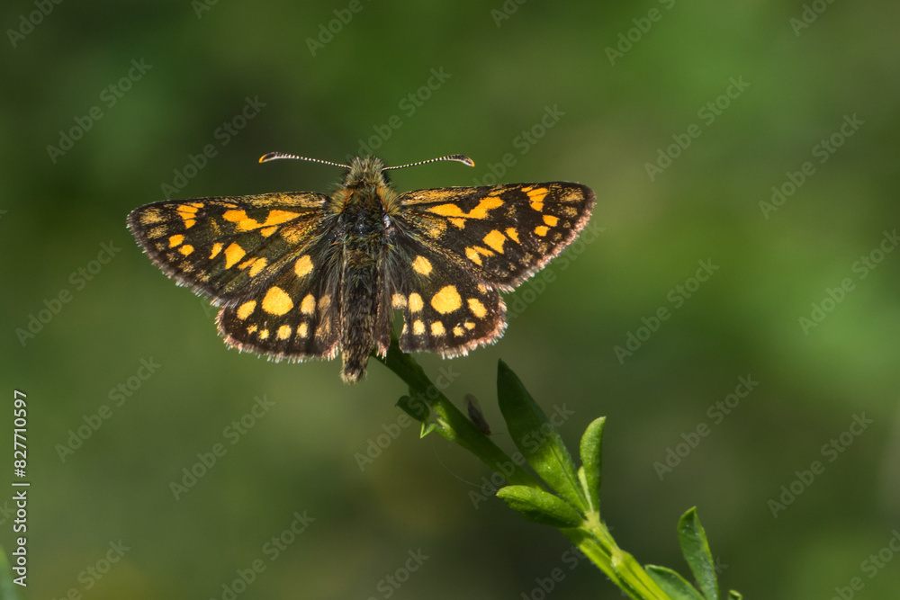 An arctic skipper (Carterocephalus palaemon) in resting position An arctic skipper (Carterocephalus palaemon) in resting position