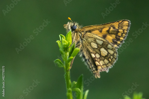 An arctic skipper (Carterocephalus palaemon) in resting position photo