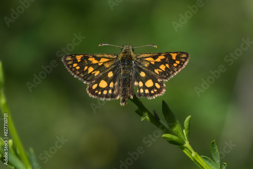 Obraz na płótnie An arctic skipper (Carterocephalus palaemon) in resting position w salonie