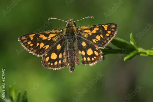 An arctic skipper (Carterocephalus palaemon) in resting position