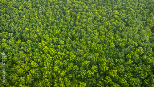 Aerial top view green forest and green trees in rural Altai, Drone photo.rain forest, Aerial view road in nature, Ecosystem and healthy environment.