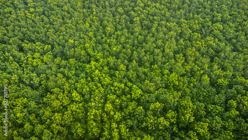 Aerial top view green forest and green trees in rural Altai, Drone photo.rain forest, Aerial view road in nature, Ecosystem and healthy environment.