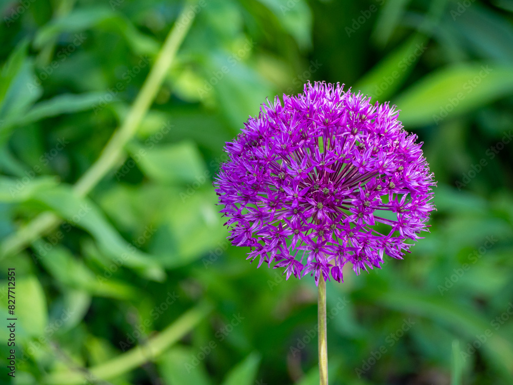 Purple allium ball on a green background. Blooming flower allium echinops thistle. Blooming violet onion plant in garden Purple allium ball on a green background. Blooming flower allium echinops thistle. Blooming violet onion plant in garden
