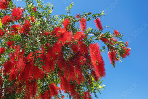 Branches of Callistemon viminalis  tree (Melaleuca viminalis, Weeping Bottlebrush) with bright red flowers against blue sky photo