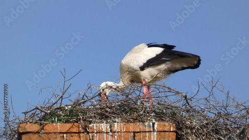 Stork repairing the nest. Storks are large, long-legged, long-necked wading birds with long, stout bills. They belong to the family called Ciconiidae.
