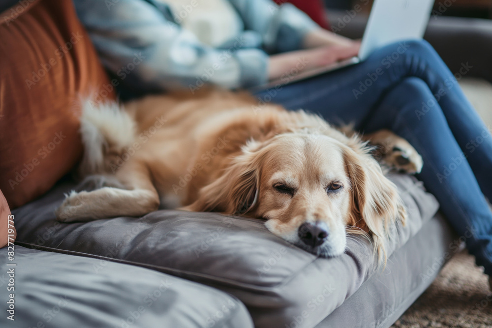 Obraz premium Next to a person using a laptop, a dog lies comfortably on the couch, creating a warm and relaxed atmosphere. Generative AI.