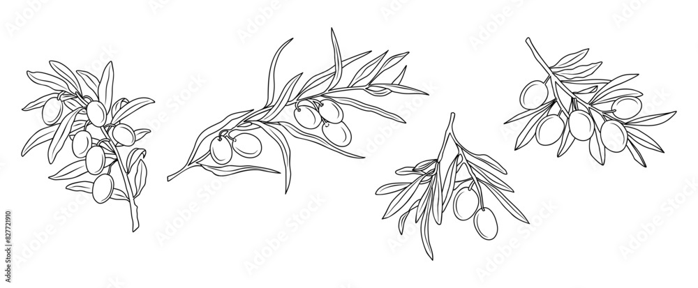 Set of Olive Branches in Modern Linear Minimal Style. Branches With ...